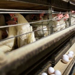 US <b>health</b> officials confirm 4 new bird flu cases in Colorado poultry workers